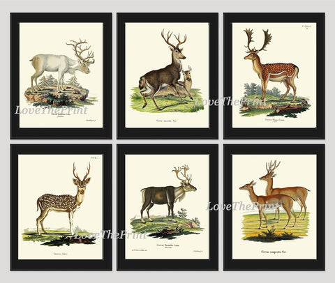 Deer Elk Moose Wall Art Set of 6 Prints Beautiful Vintage Antique Forest Mountain Outdoor Nature Illustration Home Room Decor to Frame DEER