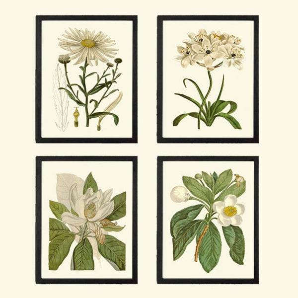 White Flowers Botanical Prints Wall Art Set of 4 Beautiful Antique Vintage Magnolia Daisy Daisies Spring Garden Home Room Decor to Frame CU