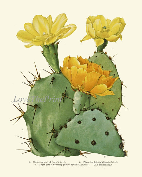 Cactus Botanical Prints Wall Art Set of 4 Beautiful Antique Vintage Tropical Succulent Yellow Red Blooming Cactus Plants Decor to Frame ME