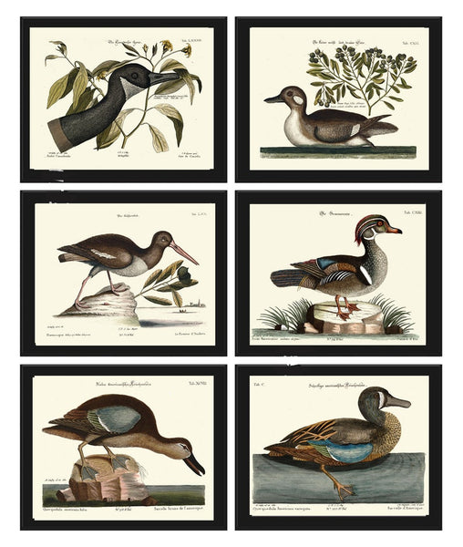 Vintage Duck Bird Prints Wall Art Set of 6 Antique Farmhouse Lake House Country Wild1 Nature Horizontal Orientation Home Decor to Frame MCT