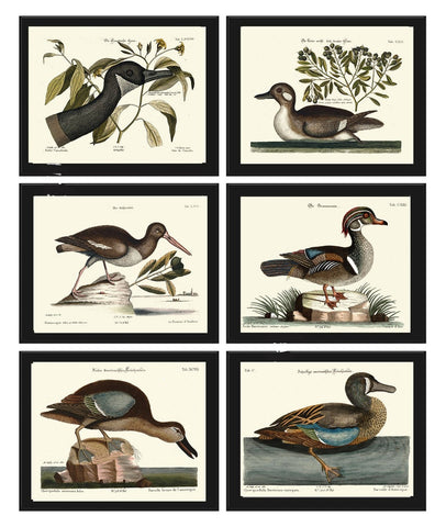 Vintage Duck Bird Prints Wall Art Set of 6 Antique Farmhouse Lake House Country Wild1 Nature Horizontal Orientation Home Decor to Frame MCT