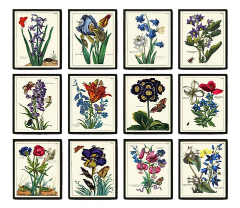 Botanical Wall Decor Art Set of 12 Prints Beautiful Antique Vintage Wildflower Flowers Butterflies Garden Gardening Home Decor to Frame NEDE
