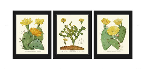 Cactus Botanical Wall Art Decor Set of 3 Prints Beautiful Tropical Garden Flower Succulent Plant Illustration Picture Home Decor to Frame ME