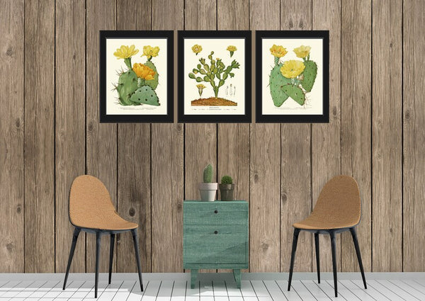 Cactus Botanical Wall Art Decor Set of 3 Prints Beautiful Tropical Garden Flower Succulent Plant Illustration Picture Home Decor to Frame ME