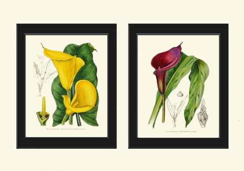 Calla lily Botanical Prints Wall Art Set of 2 Beautiful Antique Vintage Tropical Exotic Yellow Purple Violet Flowers Home Decor to Frame AFP