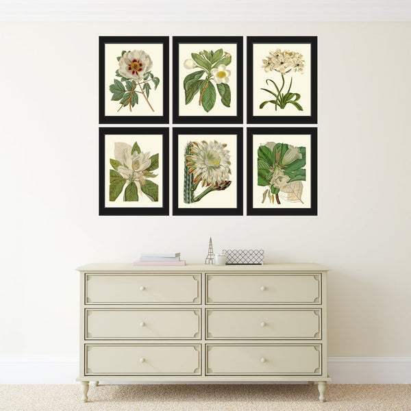 White Flower Botanical Prints Wall Art Set of 6 Beautiful Antique Vintage Peony Magnolia Daisy Cactus Living Dining Room Bedroom to Frame CU