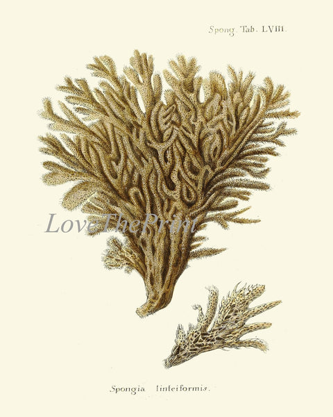 Coral Prints Wall Art Gallery Set of 16 Beautiful Antique Vintage Corals Sea Ocean Nature Science Beach Home Interior Decor to Frame ESPE
