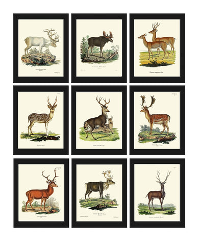 Moose Elk Deer Prints Wall Art Set of 9 Beautiful Antique Vintage Rustic Cabin Cottage Farmhouse Illustration Home Room Decor to Frame DEER