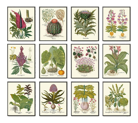 Botanical Decor Wall Art Set of 12 Prints Beautiful Vintage Antique Purple Violet Yellow Thistle Cactus Wildflowers Home Decor to Frame BESL