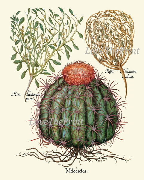 Botanical Decor Wall Art Set of 12 Prints Beautiful Vintage Antique Purple Violet Yellow Thistle Cactus Wildflowers Home Decor to Frame BESL