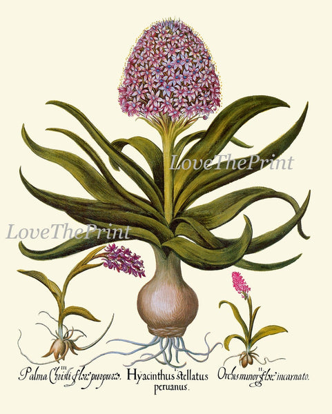 Botanical Decor Wall Art Set of 12 Prints Beautiful Vintage Antique Purple Violet Yellow Thistle Cactus Wildflowers Home Decor to Frame BESL