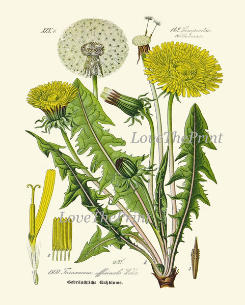 Dandelion Botanical Wall Art Set of 6 Prints Beautiful Antique Vintage Yellow Wildflowers Dandelions Flowers Home Room Decor to Frame DAND