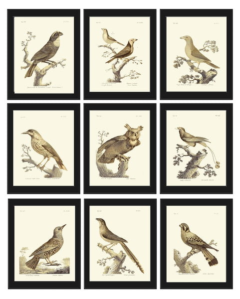 Vintage Birds Wall Decor Art Print Set of 9 Beautiful Antique Owl Songbirds Watercolor Poster Illustration Rustic Home Decor to Frame BARR