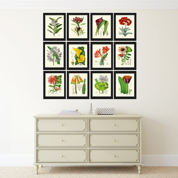 Botanical Prints Wall Art Set of 12 Beautiful Antique Vintage Colorful Tropical Flowers Garden Plants Home Room Decor Poster to Frame AFP