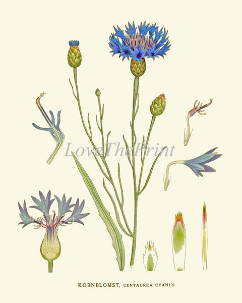 Blue Flowers Wildflowers Botanical Wall Art Set of 4 Prints Beautiful Antique Vintage Cornflower Bachelor Button Home Room Decor to Frame CH