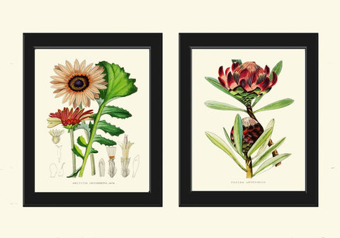 African Daisy Protea Botanical Prints Wall Art Set of 2 Beautiful Antique Vintage Tropical Exotic Pink Purple Flower Home Decor to Frame AFP