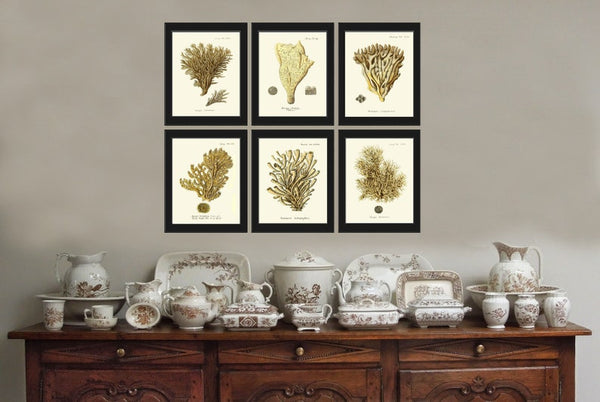 Vintage Coral Prints Wall Art Set of 6 Beautiful Antique Ivory Beige Brown Sea Ocean Marine Coastal Beach Nature Home Decor to Frame ESPE