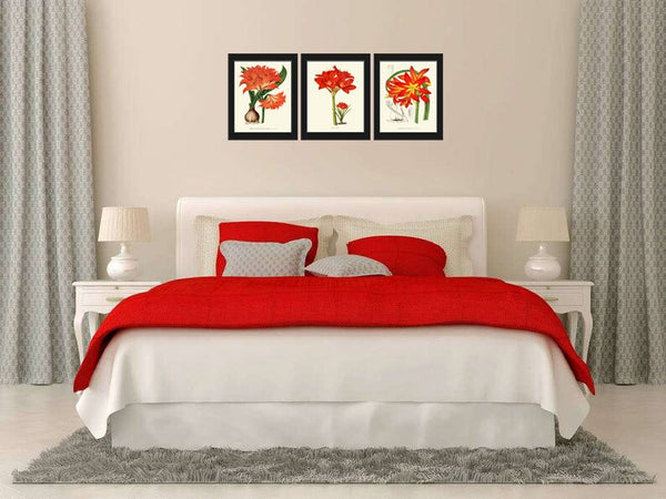 Amaryllis Botanical Wall Art Decor Set of 3 Prints Beautiful Antique Vintage Bright Red Tropical Flowers Garden Plant Home Decor to Frame IH
