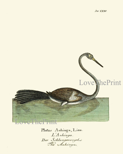 Vintage Bird Prints Large Wall Art Gallery Set of 16 Beautiful Antique Vintage Coastal Beach Farmhouse Illustration Home Decor to Frame HJF