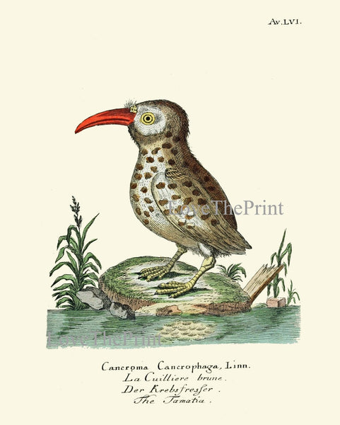 Vintage Bird Prints Large Wall Art Gallery Set of 16 Beautiful Antique Vintage Coastal Beach Farmhouse Illustration Home Decor to Frame HJF