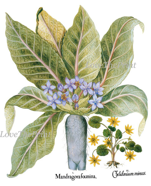 Botanical Wall Art Set of 4 Prints Beautiful Antique Vintage Blue Flowers Hellebores Iris Green Leaf Natural Nature Deocor to Frame BESL