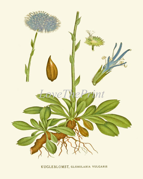 Blue Wildflowers Botanical Prints Wall Art Set of 2 Beautiful Antique Vintage Cornflower Bachelor Button Country Home Room Decor to Frame CH