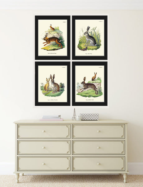 Bunny Wall Art Print Set of 4 Beautiful Antique Vintage Rabbit Farm Animal Pet Farmhouse Cute Baby Rabbits Home Room Decor to Frame BUNNY