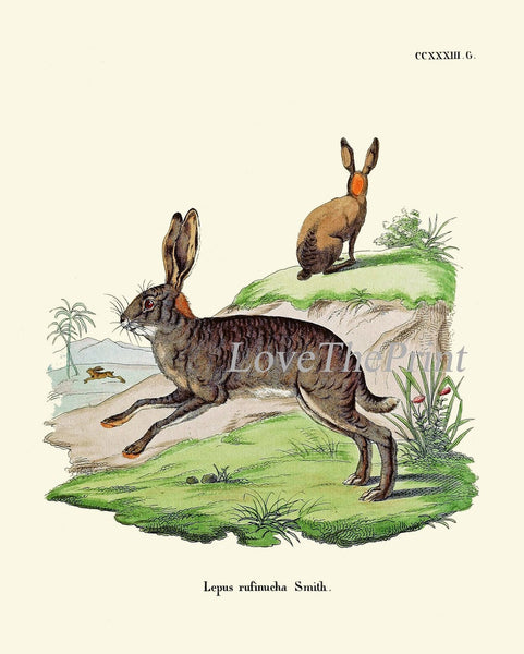 Bunny Wall Art Print Set of 4 Beautiful Antique Vintage Rabbit Farm Animal Pet Farmhouse Cute Baby Rabbits Home Room Decor to Frame BUNNY