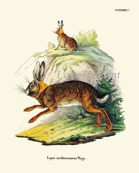 Bunny Wall Art Print Set of 4 Beautiful Antique Vintage Rabbit Farm Animal Pet Farmhouse Cute Baby Rabbits Home Room Decor to Frame BUNNY