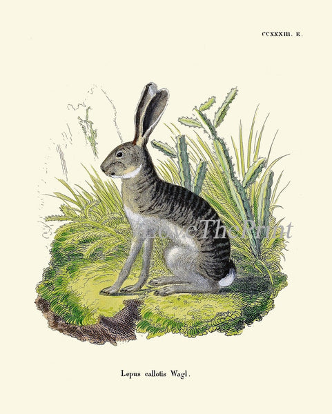 Bunny Wall Art Print Set of 4 Beautiful Antique Vintage Rabbit Farm Animal Pet Farmhouse Cute Baby Rabbits Home Room Decor to Frame BUNNY