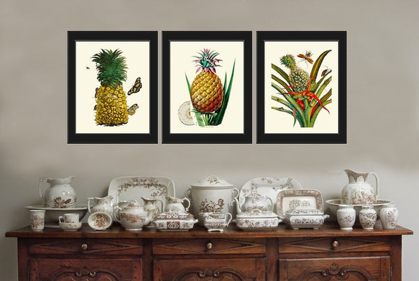 Pineapple Tropical Fruit Botanical Wall Art Set 3 Prints Beautiful Vintage Antique Kitchen Dinning Room Home Decor Large Sizes to Frame PINA