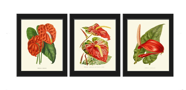 Red Anthurium Flower Botanical Wall Art Decor Set of 3 Prints Beautiful Antique Vintage Tropical Exotic Garden Plant Home Decor to Frame IH