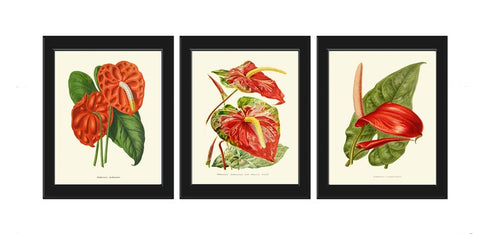 Red Anthurium Flower Botanical Wall Art Decor Set of 3 Prints Beautiful Antique Vintage Tropical Exotic Garden Plant Home Decor to Frame IH