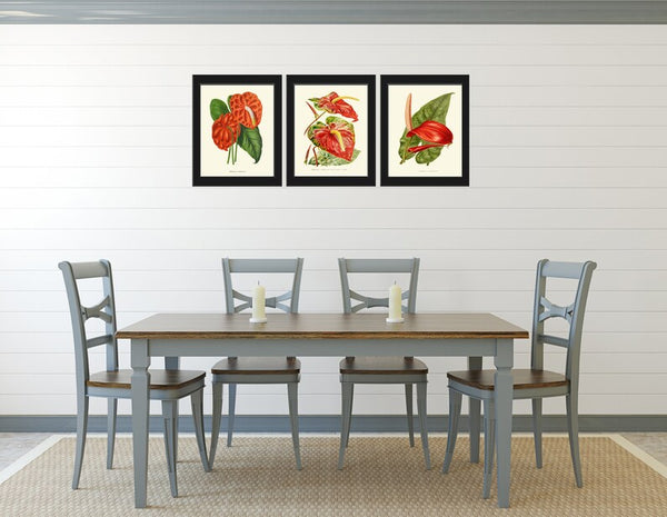 Red Anthurium Flower Botanical Wall Art Decor Set of 3 Prints Beautiful Antique Vintage Tropical Exotic Garden Plant Home Decor to Frame IH