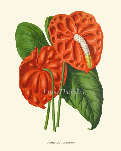 Red Anthurium Flower Botanical Wall Art Decor Set of 3 Prints Beautiful Antique Vintage Tropical Exotic Garden Plant Home Decor to Frame IH