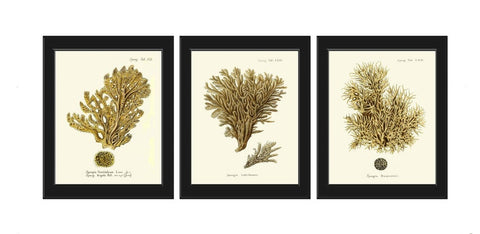 Vintage Fish Wall Art Set of 3 Prints Beautiful Antique Lake River Nature Picture Decoration Poster Illustration Home Decor to Frame ESPE