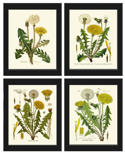 Dandelion Botanical Wall Art Set of4 Prints Beautiful Antique Vintage Wildflowers Country Farmhouse Flower Home Room Decor to Frame DAND