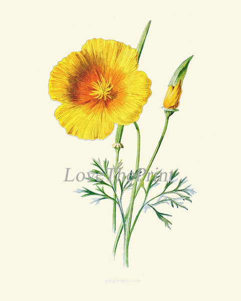 Wildflowers Prints Botanical Wall Art Set of 4 Beautiful Vintage Crocus Sweet Briar Eschscholzia Mallow Pink Yellow Flowers to Frame HULM