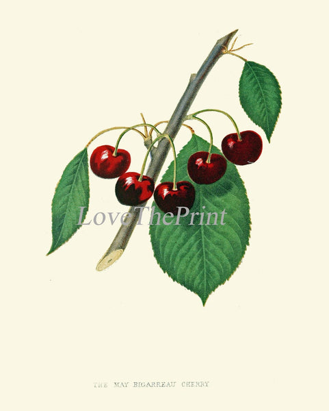 Cherry Cherries Botanical Wall Decor Art Prints Set of 4 Beautiful Antique Vintage Red Black Cherry Tree Kitchen Dining Decor to Frame HOVE
