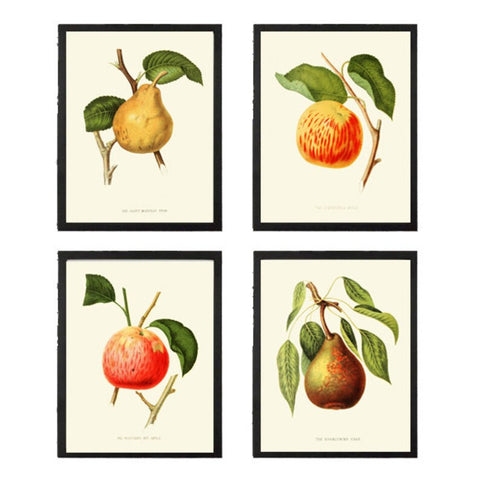 Vintage Pear Fruit Botanical Wall Decor Art Prints Set of 4 Beautiful Antique Illustration Kitchen Dining Room Farm Tree Decor to Frame HOVE