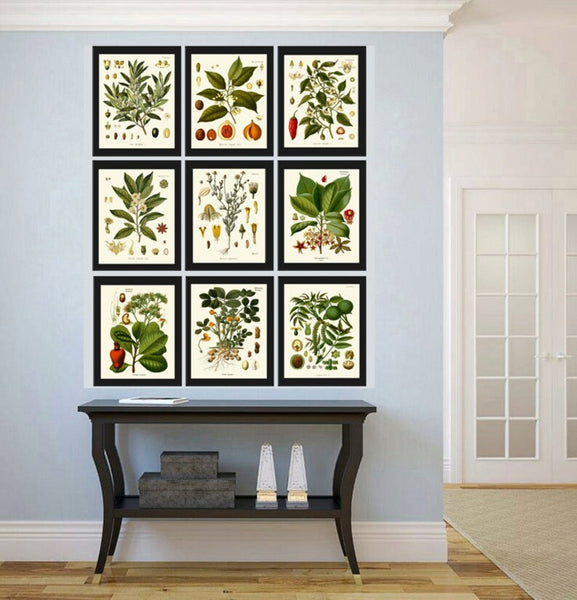 Herbs and Spices Print Set Botanical Wall Art of 9 Prints Beautiful Antique Vintage Kitchen Dining Room Farmhouse Home Decor to Frame KOHS