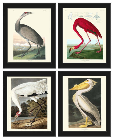 Audubon Bird Prints Vintage Antique Bird Home Wall Art Set of 4 Crane Red Flamingo Pelican Home Decor Illustration Poster to Frame JJA