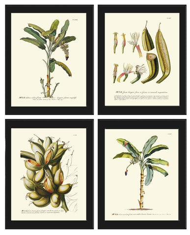 Banana Palm Tree Botanical Wall Decor Art Prints Set of 4 Beautiful Antique Vintage Fruit Kitchen Dining Room Farm Tree Decor to Frame JT