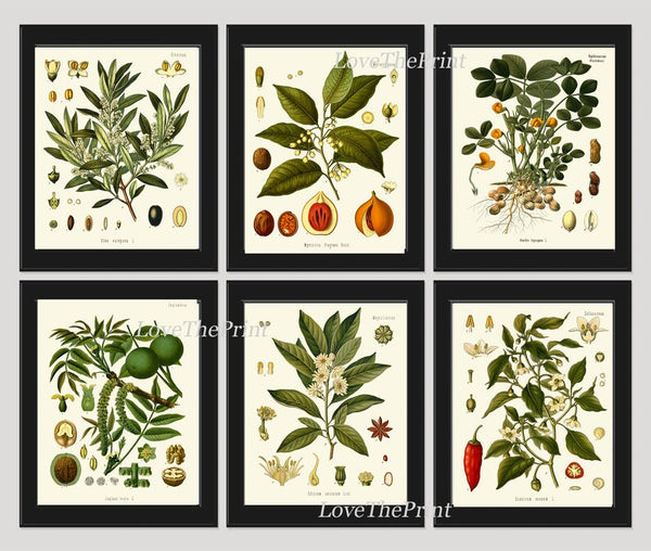 Herbs Spices Prints Wall Art Set of 6 Beautiful Botanical Kitchen Dining Room Olives Peanuts Red Chili Pepper Home Room Decor to Frame KOHS