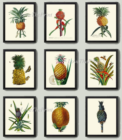 Pineapple Prints Tropical Fruit Wall Art Set of 9 Botanical Antique Vintage Plants Kitchen Dining Room Decoration Home Decor to Frame PINA