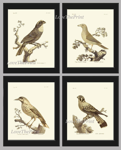 Vintage Bird Wall Art Print Set of 4 Prints Beautiful Antique Cottage Farmhouse Natural Colors Birds Illustration Home Decor to Frame BARR