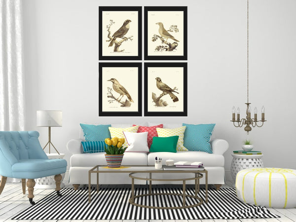 Vintage Bird Wall Art Print Set of 4 Prints Beautiful Antique Cottage Farmhouse Natural Colors Birds Illustration Home Decor to Frame BARR