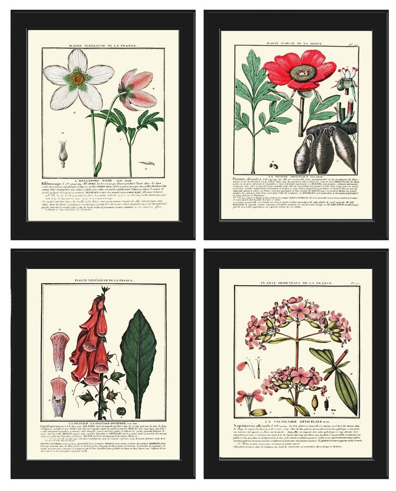 Vintage Botanical Wall Art Print Set of 4 Beautiful Antique Pink White Green Floral Chart Illustration Farmhouse Home Decor to Frame HDLF