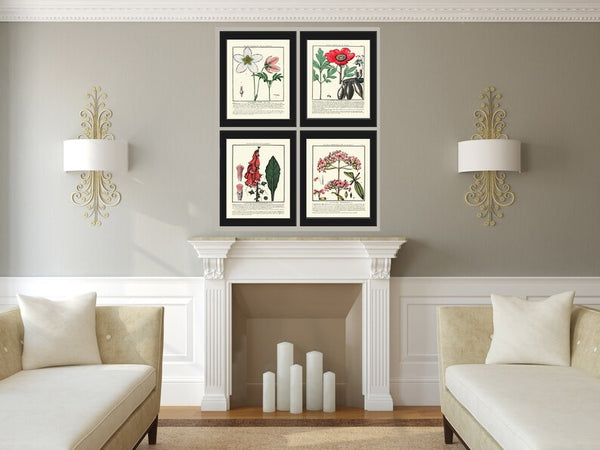Vintage Botanical Wall Art Print Set of 4 Beautiful Antique Pink White Green Floral Chart Illustration Farmhouse Home Decor to Frame HDLF