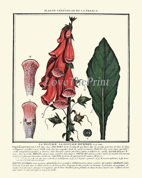 Vintage Botanical Wall Art Print Set of 4 Beautiful Antique Pink White Green Floral Chart Illustration Farmhouse Home Decor to Frame HDLF